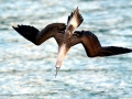 Blue-footed Booby