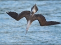 Blue-footed Booby