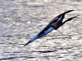 Blue-footed Booby
