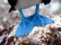 Blue-footed Booby
