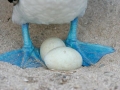 Blue-footed Booby