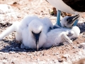 Blue-footed Booby
