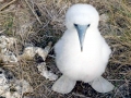 Blue-footed Booby