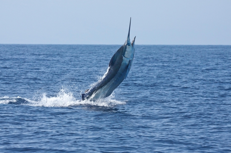 Blue Marlin OCEAN TREASURES Memorial Library