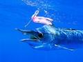 Blue Marlin