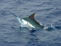 Blue Marlin