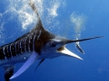 Blue Marlin