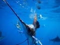 Blue Marlin