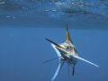 Blue Marlin