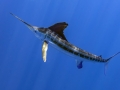 Blue Marlin