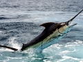 Blue Marlin