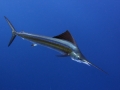 Blue Marlin