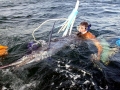Blue Marlin