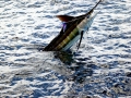 Blue Marlin