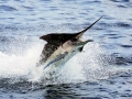 Blue Marlin