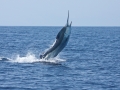Blue Marlin