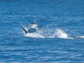 Blue Marlin
