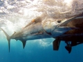 Blue Marlin