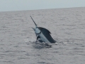 Blue Marlin