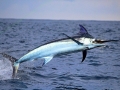 Blue Marlin