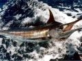 Blue Marlin