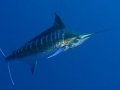 Blue Marlin