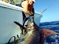 Blue Marlin