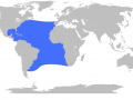 Blue Marlin