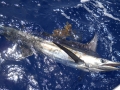 Blue Marlin