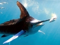 Blue Marlin