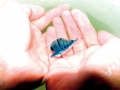 Blue Marlin