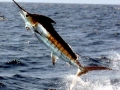 Blue Marlin
