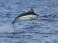 Blue Marlin