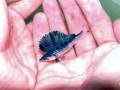 Blue Marlin