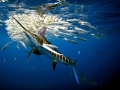 Blue Marlin