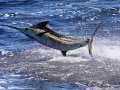 Blue Marlin