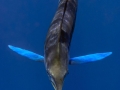 Blue Marlin