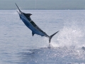 Blue Marlin