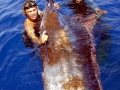 Blue Marlin