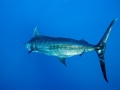 Blue Marlin