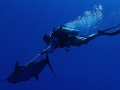 Blue Marlin