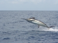 Blue Marlin