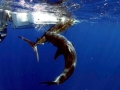 Blue Marlin