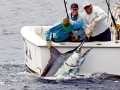 Blue Marlin