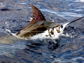 Blue Marlin