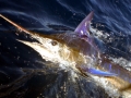 Blue Marlin