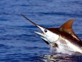 Blue Marlin