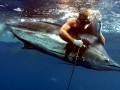Blue Marlin