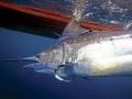 Blue Marlin
