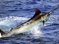 Blue Marlin